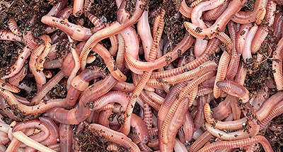Wholesale Wax Worms And Mealworms Sold In Bulk. Bite Me Waxworms & Bait Co.